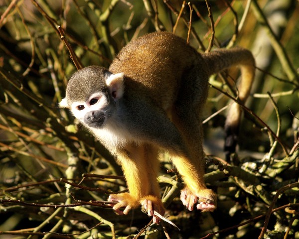 Smallest Monkey species