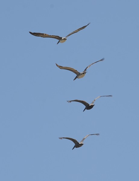 Perfect Formation