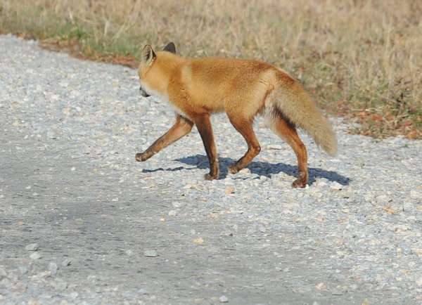 Fox Trot