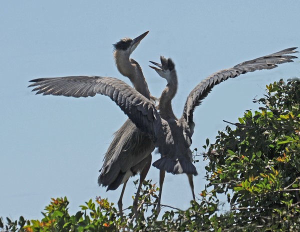 Dancing Herons