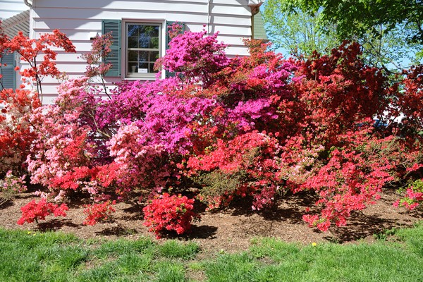 Unruh Azaleas