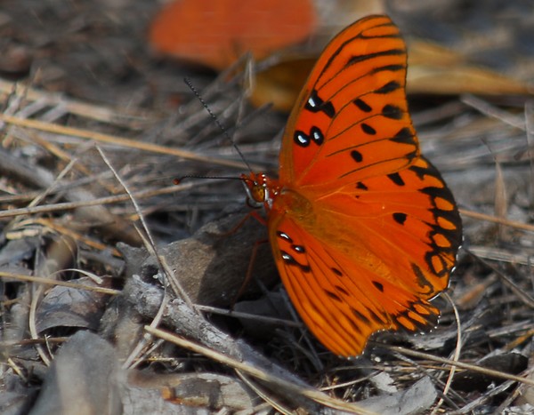 Orange Butterfly