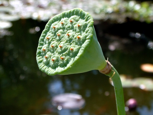Alien Plant