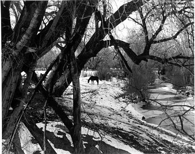 Lone Horse