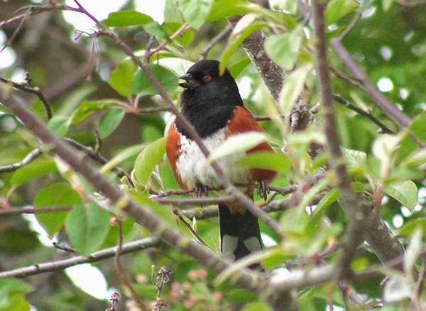 Rufous-sided Towhee