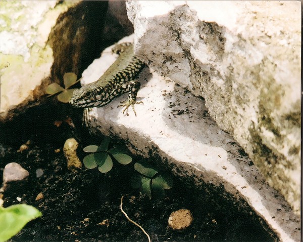 Lizard King
