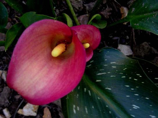 MY CALLA LILY