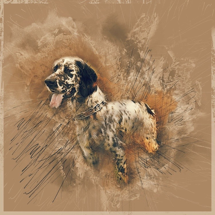 springer spaniel grundge