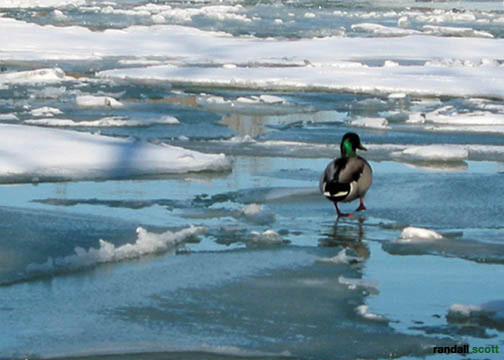 A Winter's Stroll