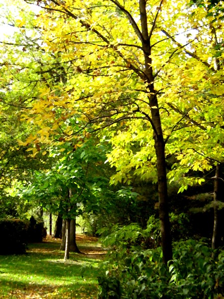 Autumn In The Park (Twenty One)
