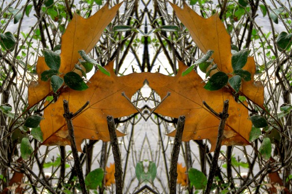 Autumn Leaves (Eight)
