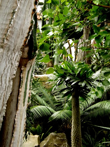 Tall Trees In The Green House (One)