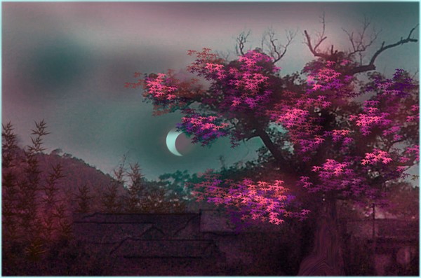 Maple in Moonlight