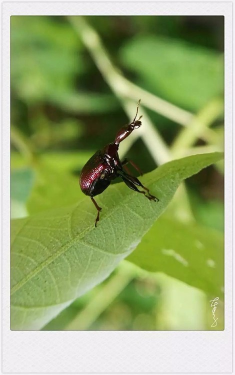 Strange Beetle
