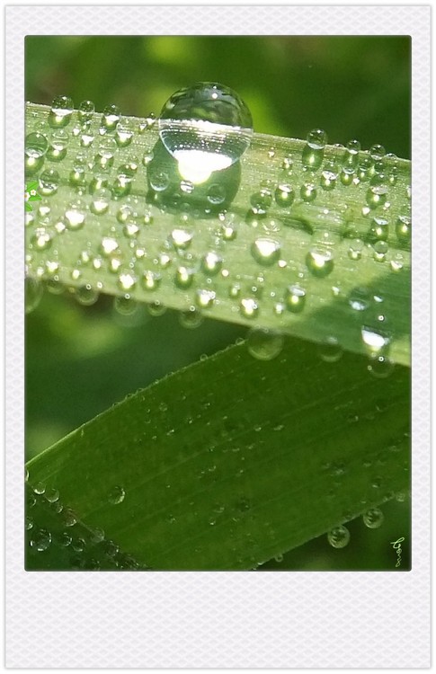 Shining Dews