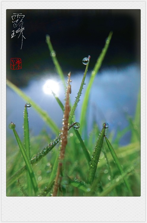 Pearls in Water and Grass