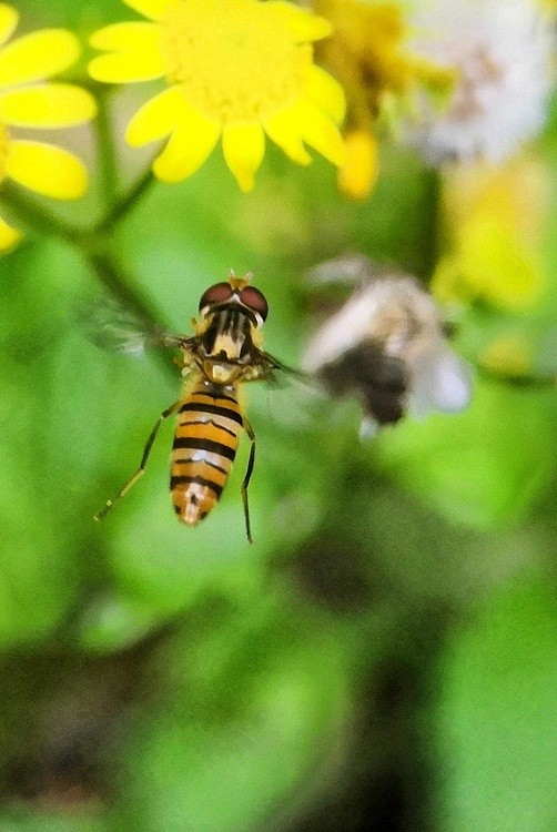 flying bee