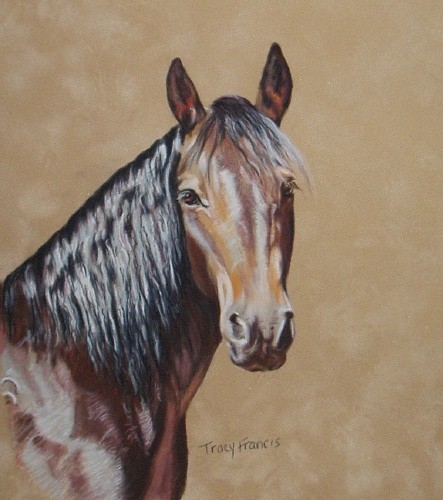 Gus, Little Horse of Iron Champion