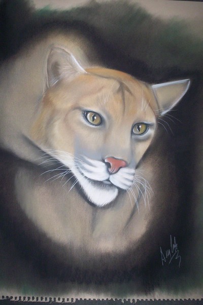 mountain lion