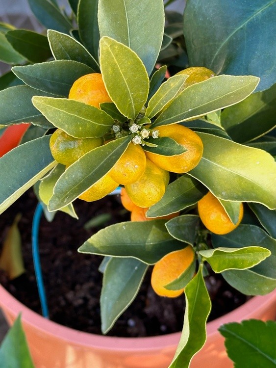 Fruit Tree