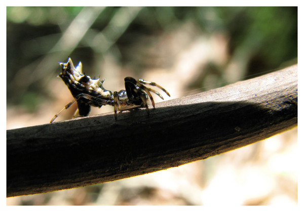 Male Spined Micrathena