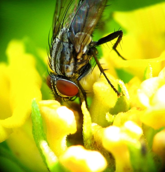 fly port