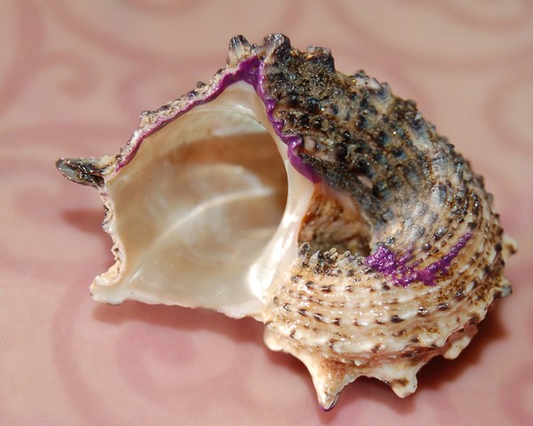 Passion Shell