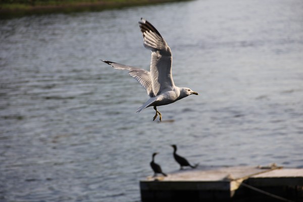 Sunlit Classy Seagull
