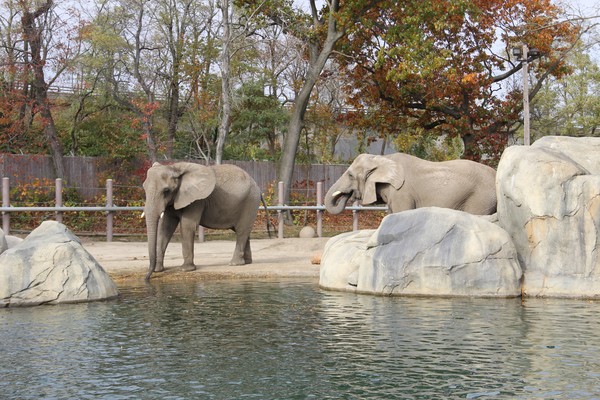 Roger williams zoo two elephant hanging around