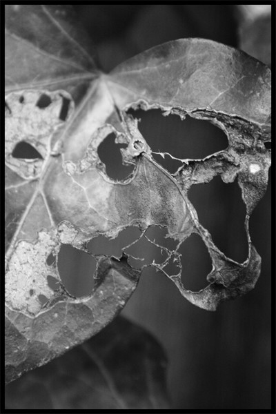 Untitled IV