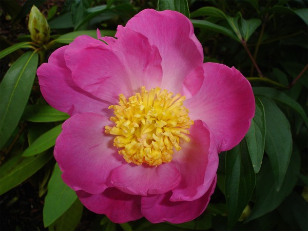 Bowl of Peony