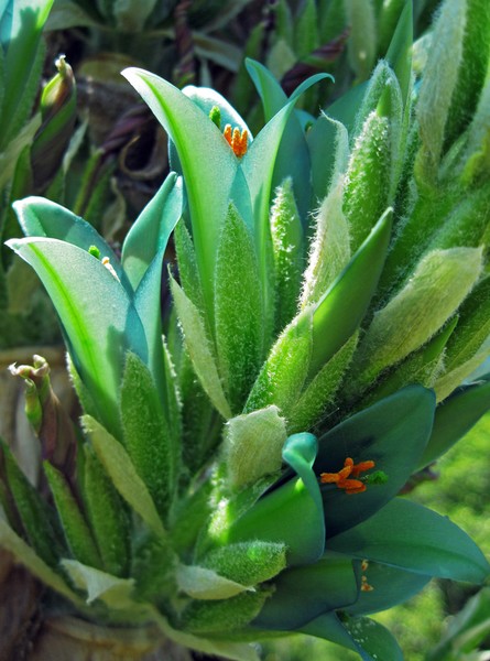 Glorious Blue-Green Bromeliade