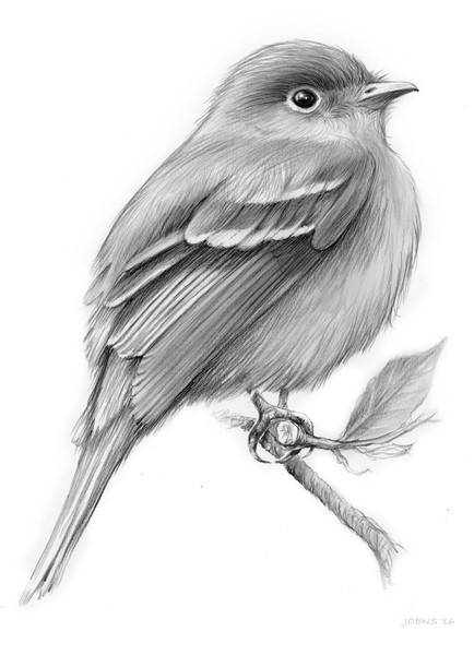 The Least Flycatcher