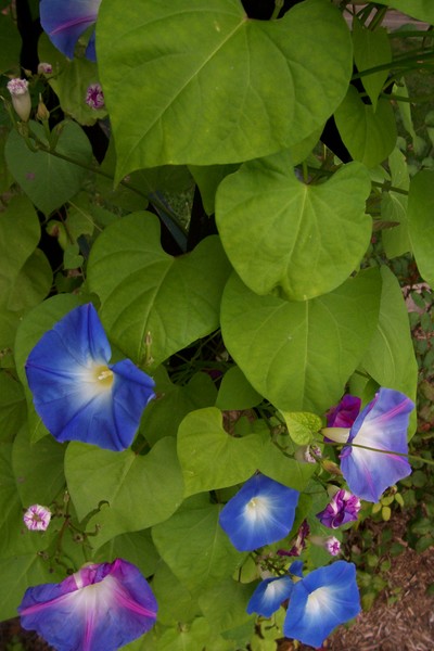 Looking Down Nature
