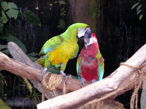 a kiss