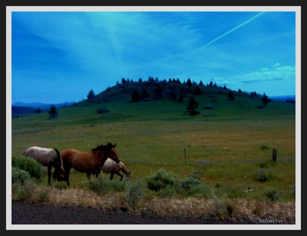 wild spirit#2
