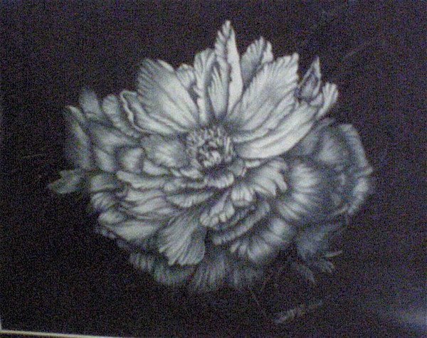 magnolia