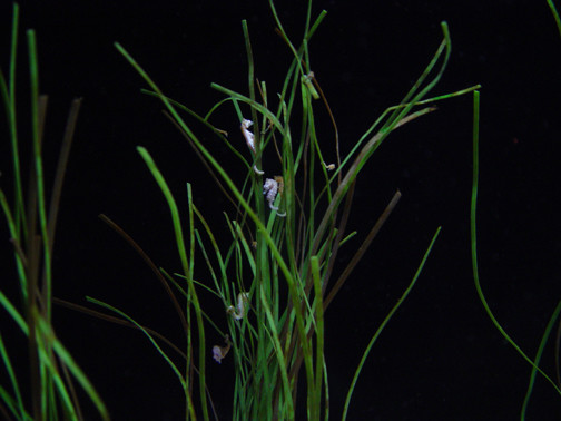 tiny seahorse party