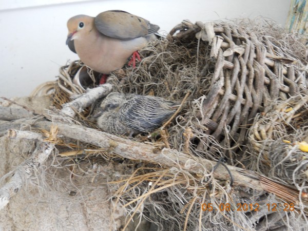 Big Baby Love Dove