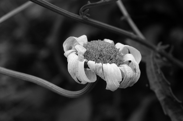 D Daisy B&W