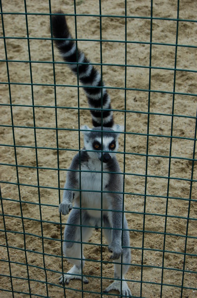 Let me out!