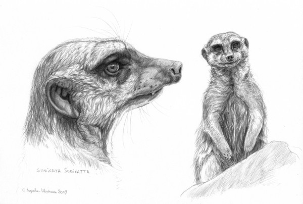 Suricata suricatta