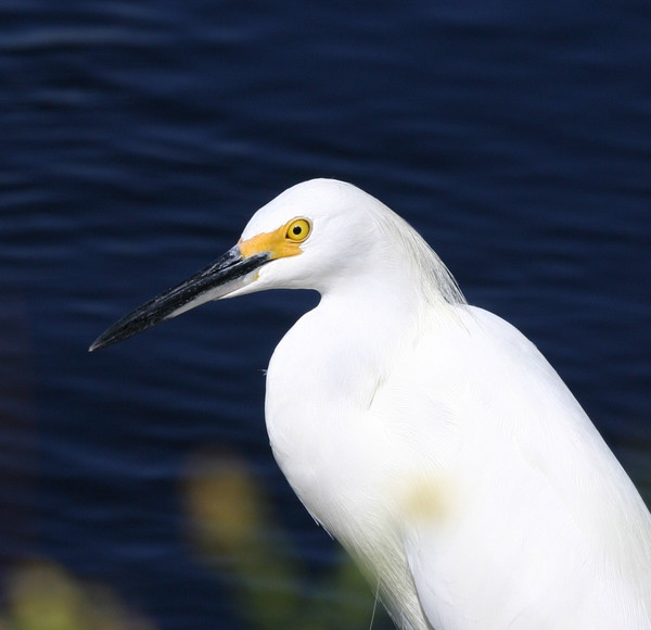 Snowy Egret