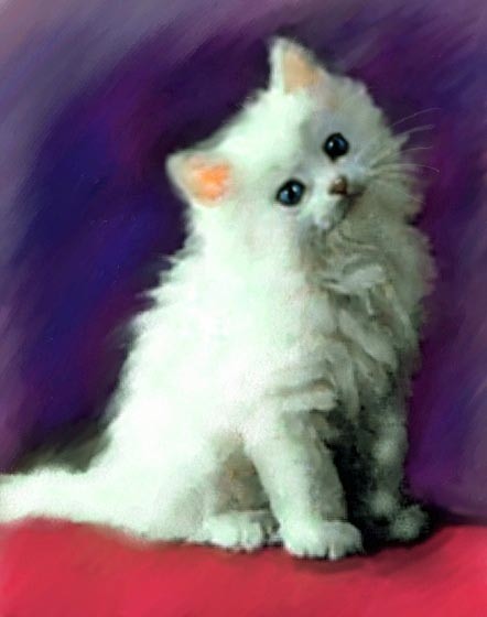 white kitten