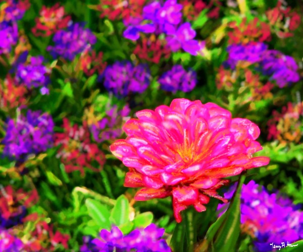 Zinnia Beauty
