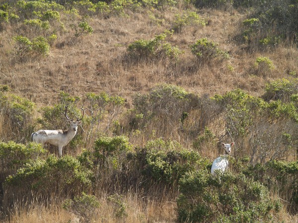California Costal Deer