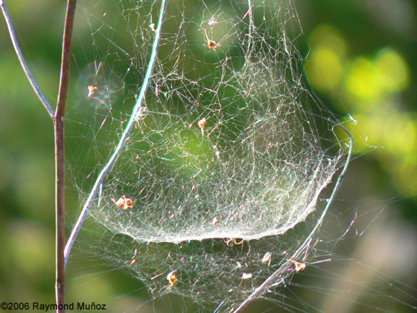 Spider's Web