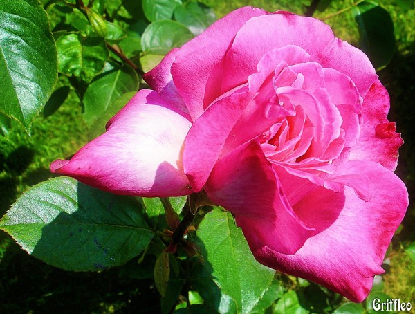 SINGLE ROSE