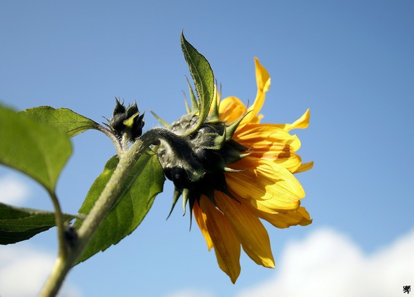 WILTED SUNFLOWER