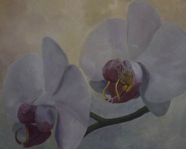 Orchid 1/3